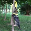 Hundes pielzeug Training Ring Puller Welpe fliegende Scheibe Kau spielzeug im Freien interaktives Spielzeug Hundes piel Spiel zubehör zabawki dla psa - Image 5