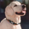 Reflektierende Hund Kragen Personalisierte ID Schnalle Kragen Freies Gravieren Weich Gepolsterte Hunde Kragen Einstellbar für Small Medium Large Hunde - Image 5