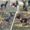 K9 taktische militärische Weste Haustier Deutscher Schäferhund Golden Retriever taktisches Training Hunde geschirr und Leine Set für alle Rassen Hunde - Image 4